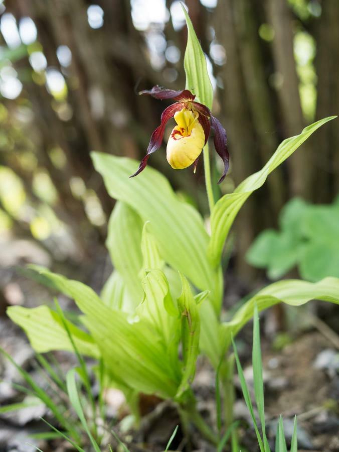 Ferienhaus Blumenparadies 슈타인츠 외부 사진