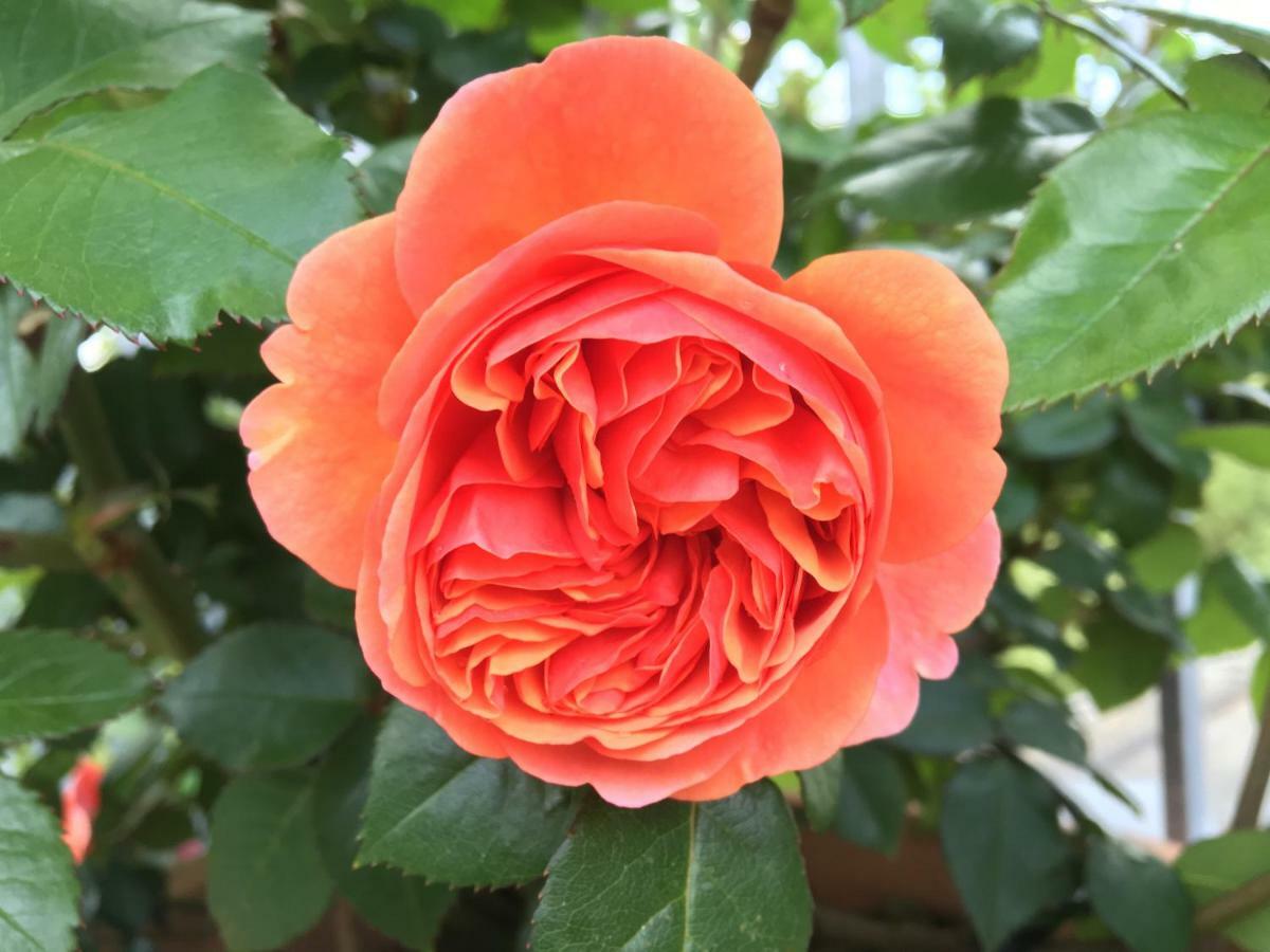 Ferienhaus Blumenparadies 슈타인츠 외부 사진